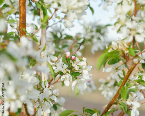 white and pink apple blossom branches