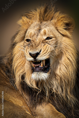 a male lion growling  wizh opened mouth showing teeth
