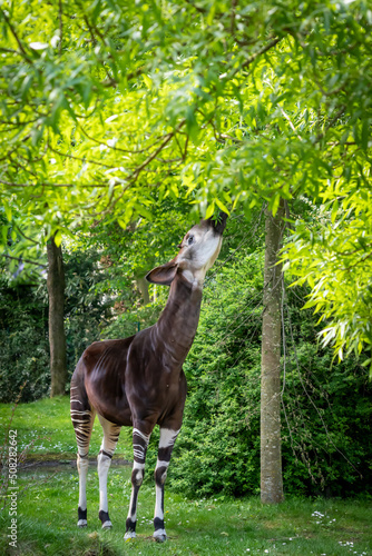 an okapi forest girrafe standing in the forest eating leaves photo