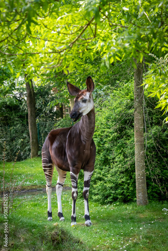 Photos an okapi forest girrafe standing in the forest eating leaves