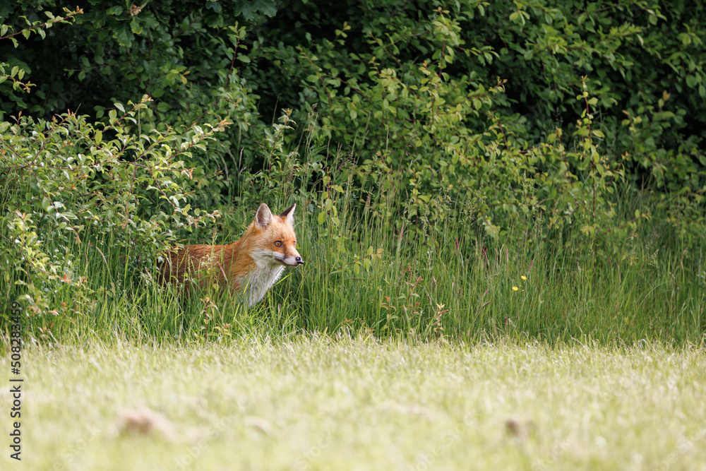 Obraz premium A wild male fox looks cautiously out of the bushes