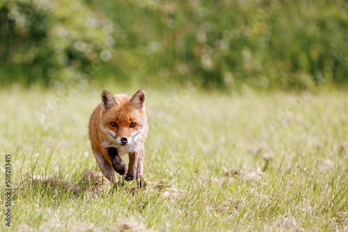 A wild male fox runs towards the camera