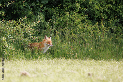 A wild male fox looks cautiously out of the bushes