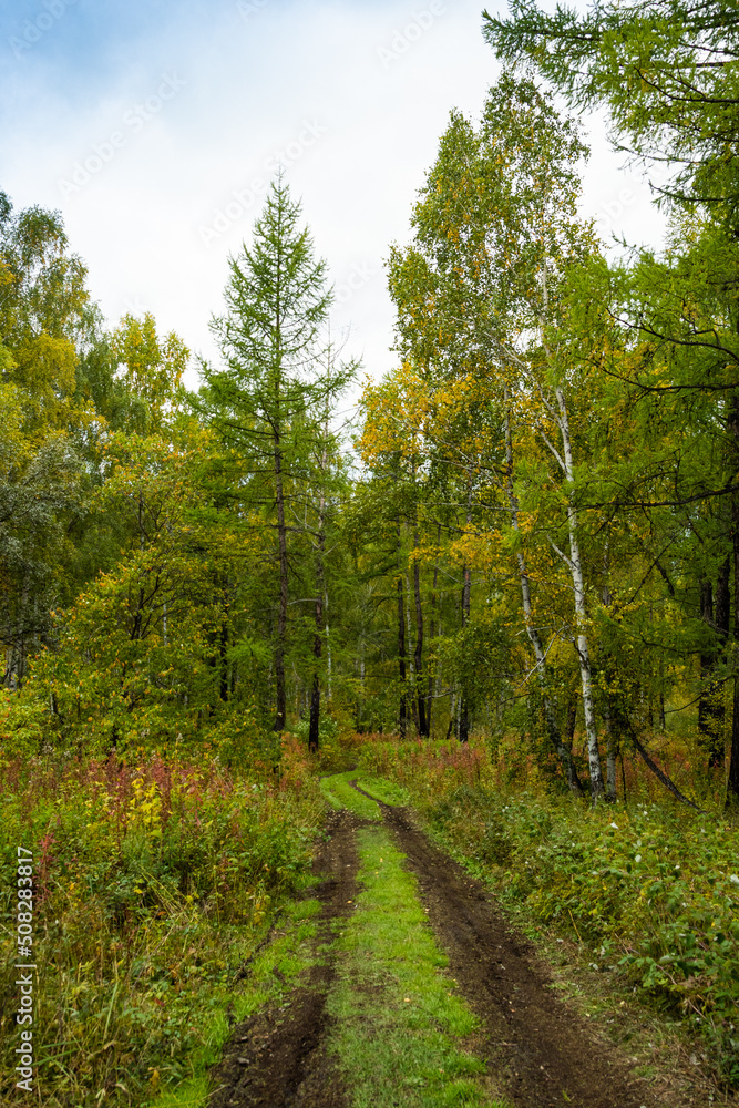 Autumn forest on sunny day. Yellow and orange leaves symbolize change of season, give rise to rainy and wet weather. Autumn forest on sunny day. Yellow and orange leaves symbolize change of season, give rise to rainy and wet weather.