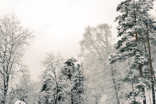 Snowfall in pine winter forest. Branches were covered with frost and snow. Cold temperature froze fir needles. White trees waiting for blizzard © Koirill