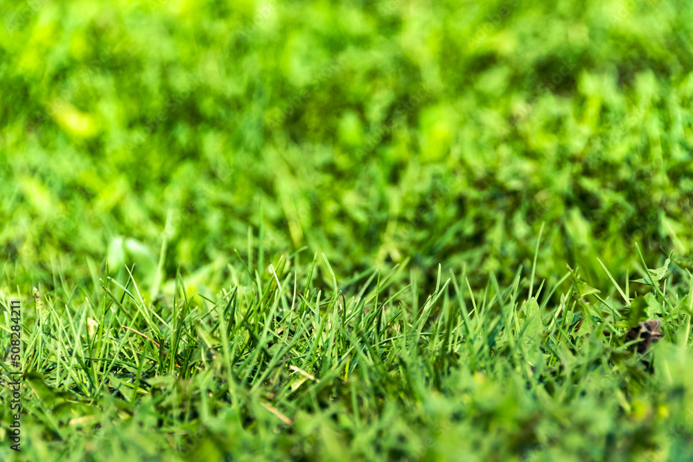 Green grass and leaves as background. Structure of plants and stems. Symbol summer plant, eco natural, growth. Green grass and leaves as background. Structure of plants and stems. Symbol summer plant, eco natural, growth.