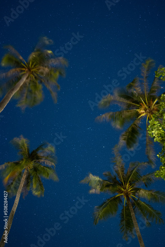 Night sky over palm trees moving