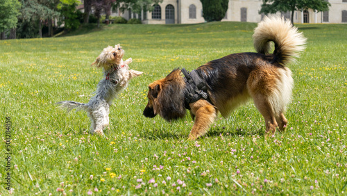 Adorable game, in the middle of the meadow, between a young long-haired German shepherd and a young gray and blond yorkshire terrier photo