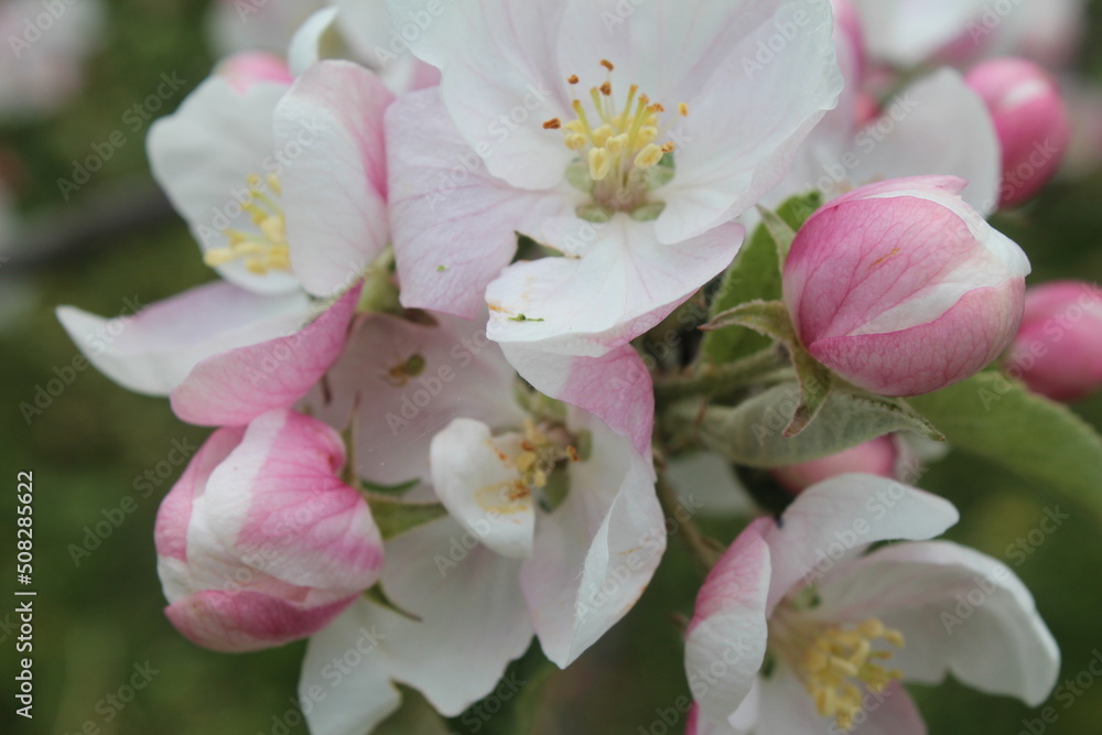 Apple tree. Blossom. Apple tree. Blossom.