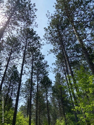 trees in the forest