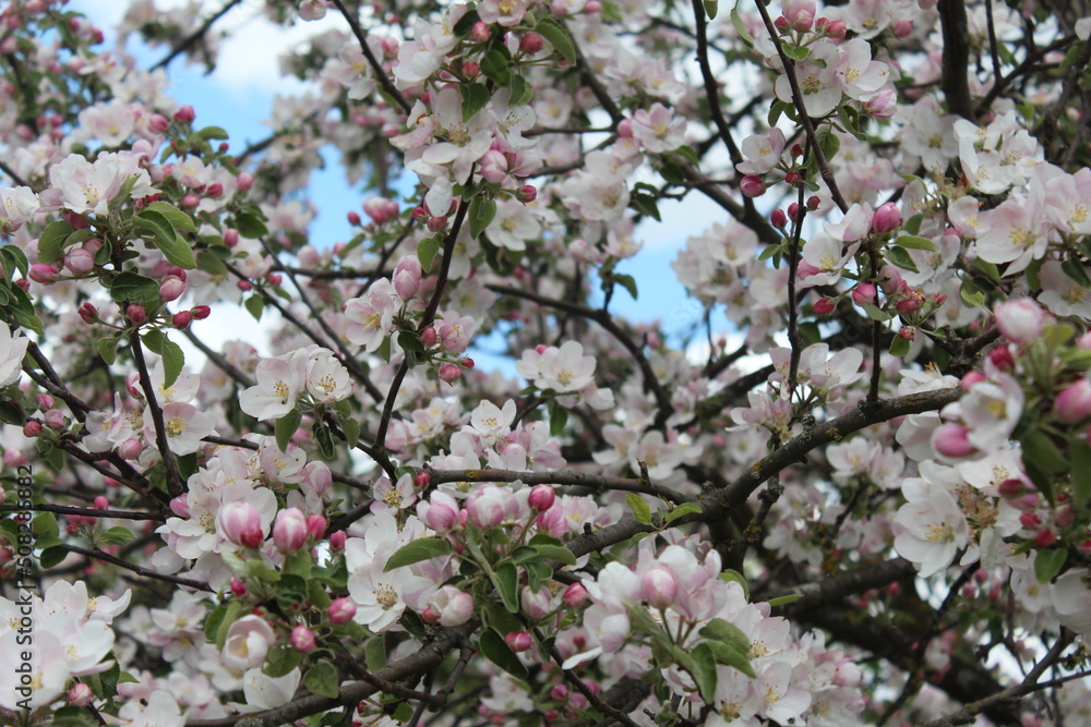 Obraz premium tree blossom