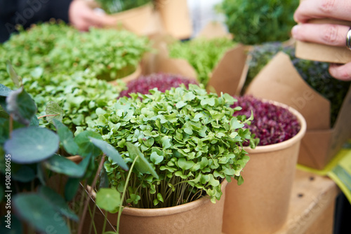 Fresh sprouts and microgreens at the farmers market