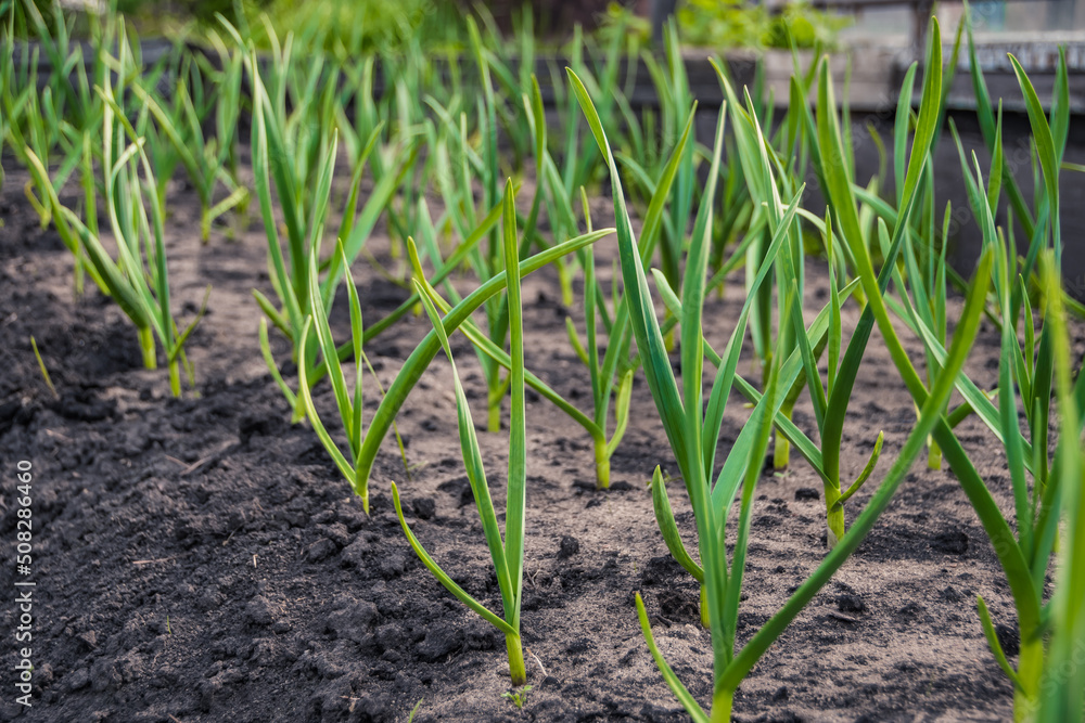 Garlic is grown on bed. Fresh green vegetable leaves on farm. Cultivate for healthy diet. Harvest for vegetarian dishes Garlic is grown on bed. Fresh green vegetable leaves on farm. Cultivate for healthy diet. Harvest for vegetarian dishes