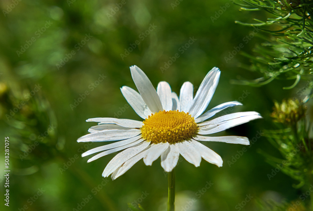 Fototapeta premium Flowered meadow chamomile in early summer