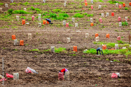 Harvesting of the potato crop at the region of Cundinamarca in Colombia photo