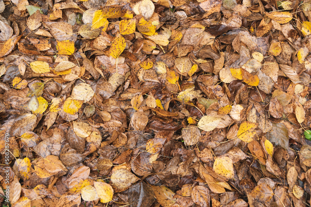 Yellow autumn leaves as background. Yellow autumn leaves as background.