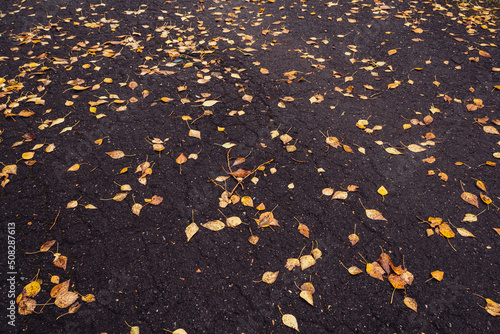 Yellow leaves on black asphalt of city park