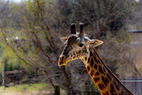 View of Girafe long Neck and HEar in a Sunnry Day