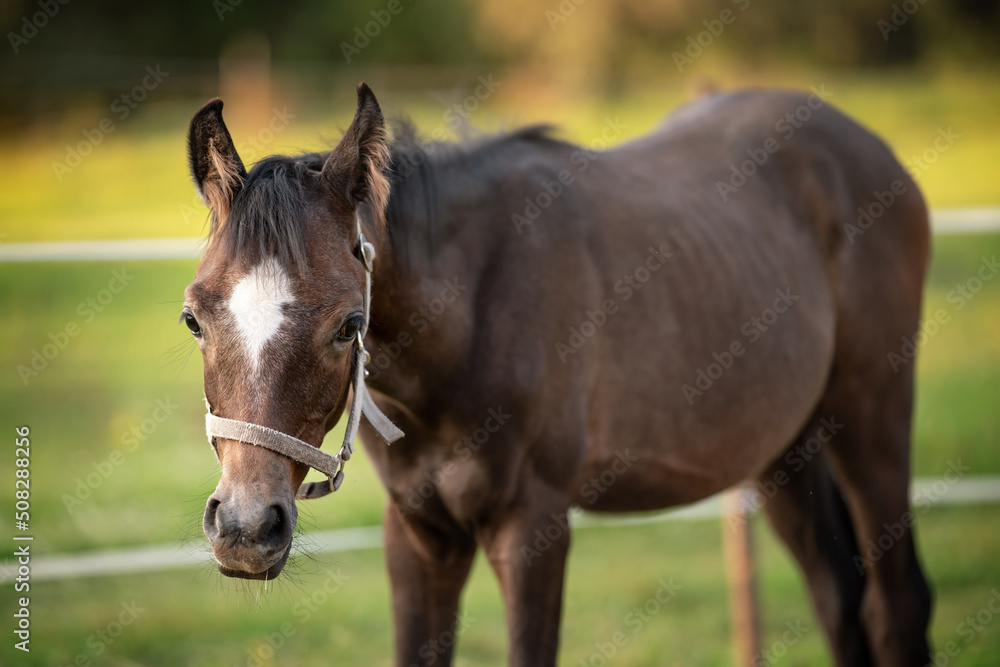 Young dark brown Arabian horse foal, closeup detail to head, blurred green field background