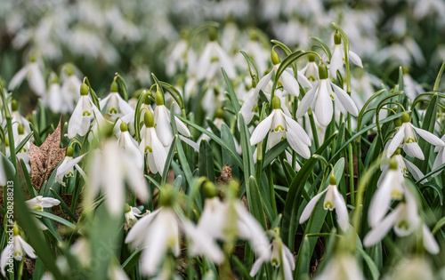 Sun shines on many white common snowdrop - Galanthus nivalis - flowers growing in forest  closeup detail