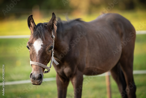 Young dark brown Arabian horse foal, closeup detail to head, blurred green field background © Lubo Ivanko