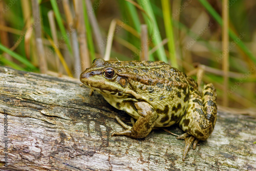 Obraz premium The green frog sitting on the log