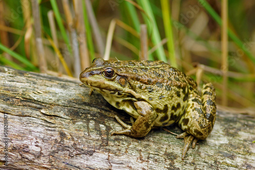 The green frog sitting on the log photo