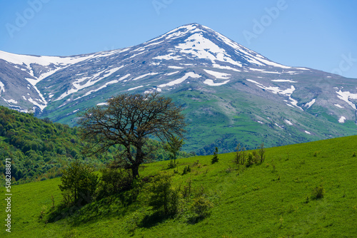 Alone oak tree against Maymekh mountain  Armenia