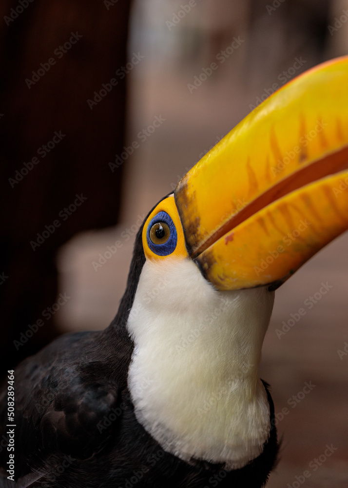 Fototapeta premium 🇧🇷 Joaquim Egídio/SP • Brasil 📸 Felipe Andreucci