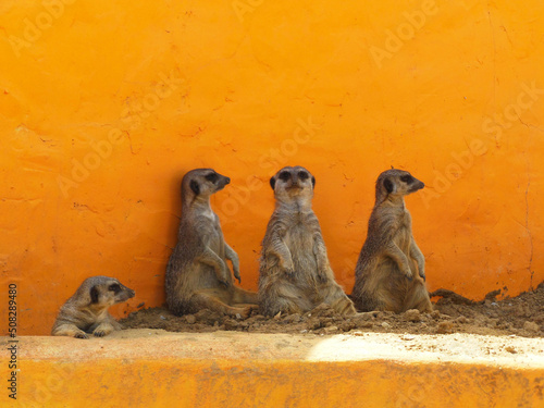 A group of meerkats sits resting against the background of the orange wall photo