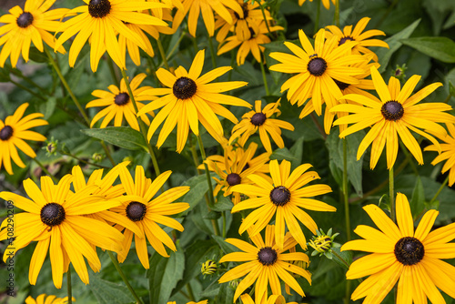 Yellow rudbeckia flowers in full bloom