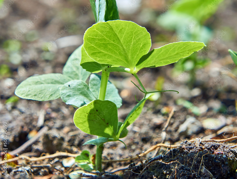 Sprouted young peas in early summer. Sprouted young peas in early summer.