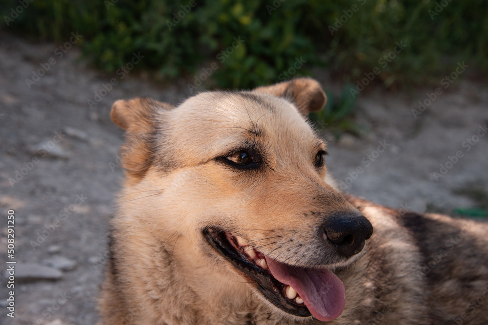 Stray good brown dog. Walking with a pet. Close-up portrait of a dog. Stray good brown dog. Walking with a pet. Close-up portrait of a dog.