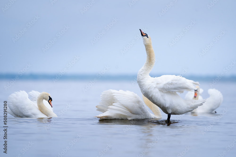 swans on the water swans on the water
