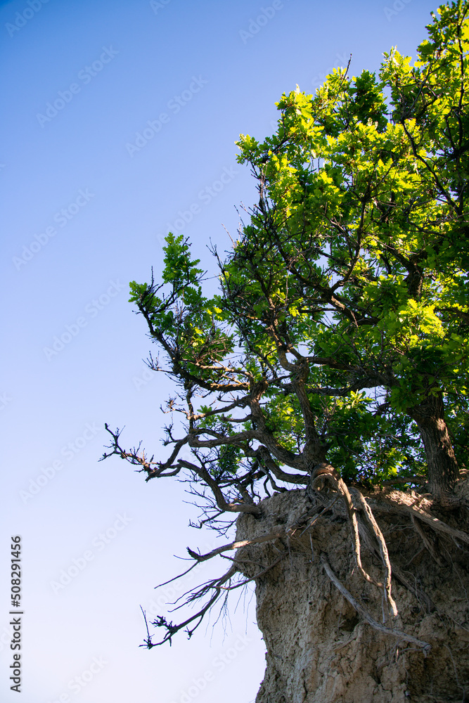 Fototapeta premium Green tree branches in the summer forest. Botanical background.
