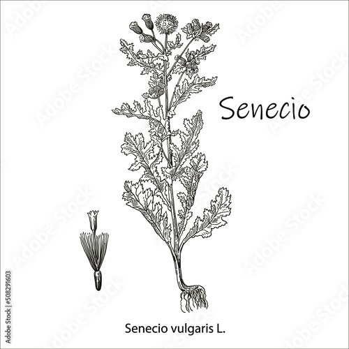 Senecio vulgaris. Vector hand drawn herb. Botanical plant illustration. Vintage medicinal herb sketch.