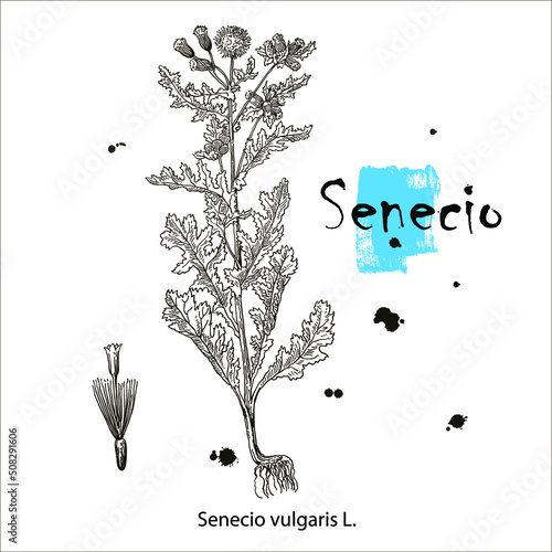 Senecio vulgaris. Vector hand drawn herb. Botanical plant illustration. Vintage medicinal herb sketch.