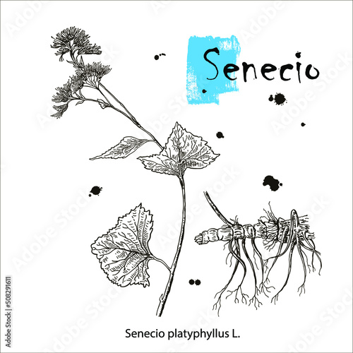 Senecio platyphyllus. Vector hand drawn herb. Botanical plant illustration. Vintage medicinal herb sketch.