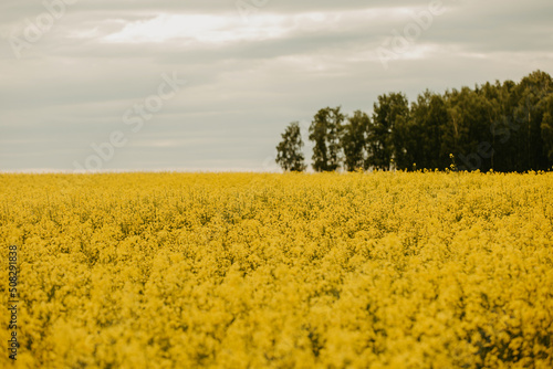 Landscape with a yellow rapeseed field.