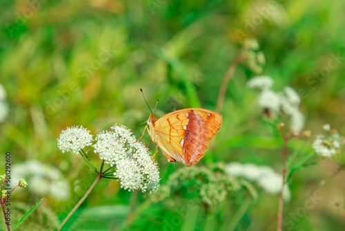 orange butterfly on a flowering meadow