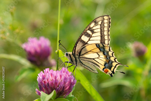 swallowtail butterfly on a flowering meadow, papilio machaon