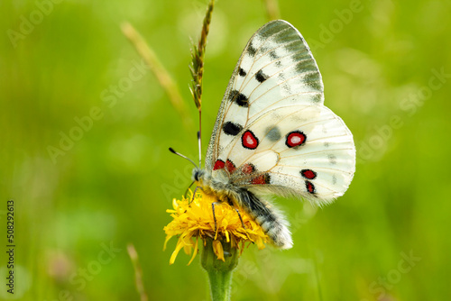 Butterfly Apollo on flower, parnassius apollo