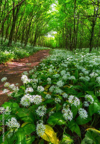 Beech forest with beautiful white wild garlic, wild onions (Allium ursinum), garlic flower which are edible and healthy in Mecsek mountains in Hungary photo