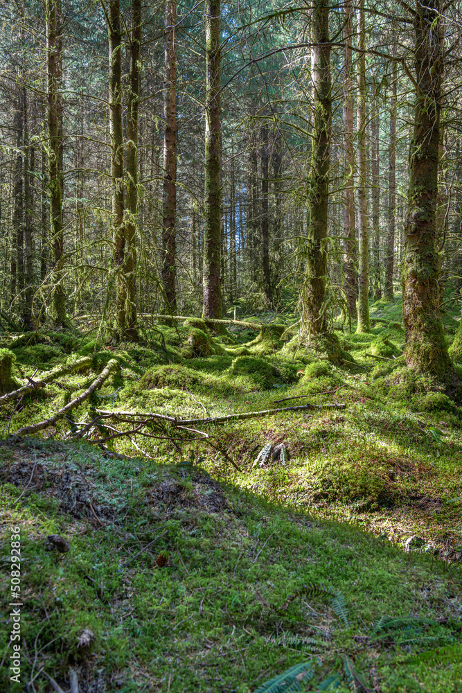 Moss covered undergrowth and tree trunks in Fearnoch Forest, Argyll and Bute, Scotland