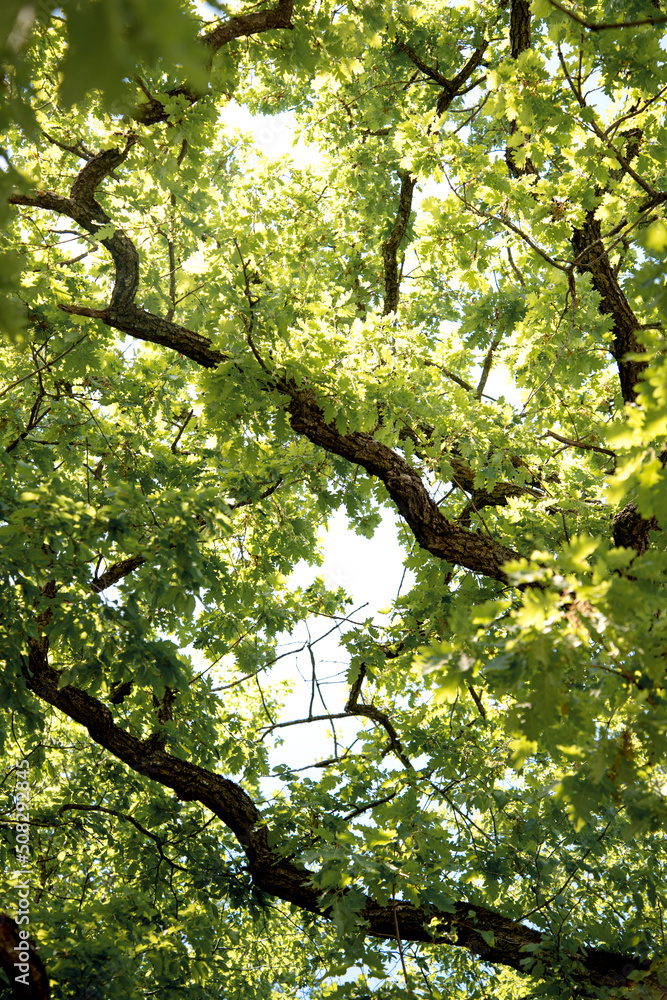 Green tree branches in the summer forest. Botanical background. Green tree branches in the summer forest. Botanical background.