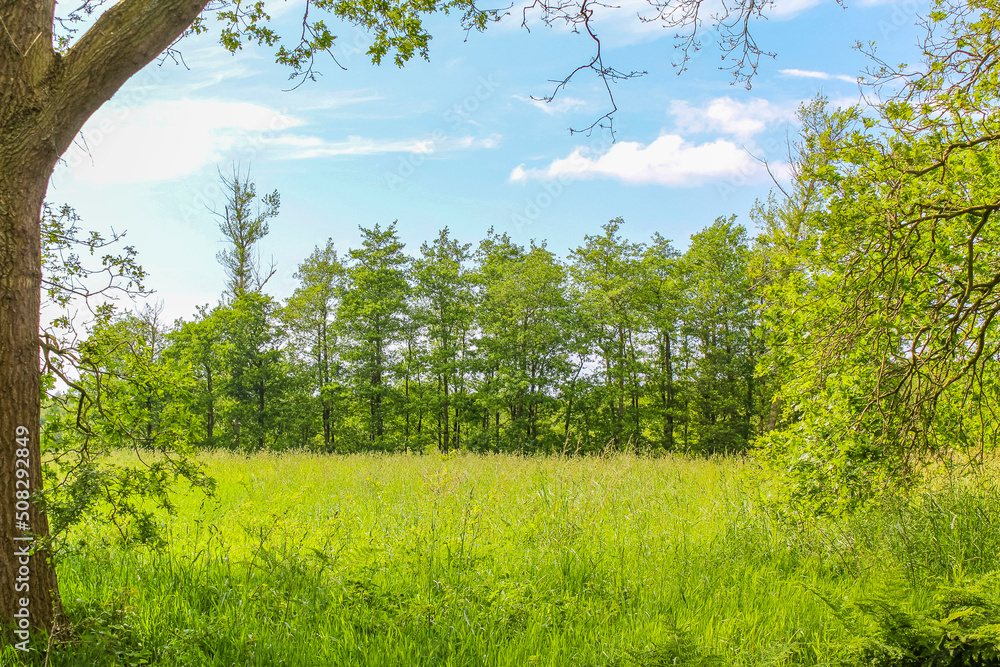 Fototapeta premium Blue sky with beautiful natural forest landscape panorama Germany.