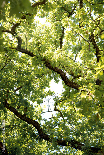 Green tree branches in the summer forest. Botanical background.