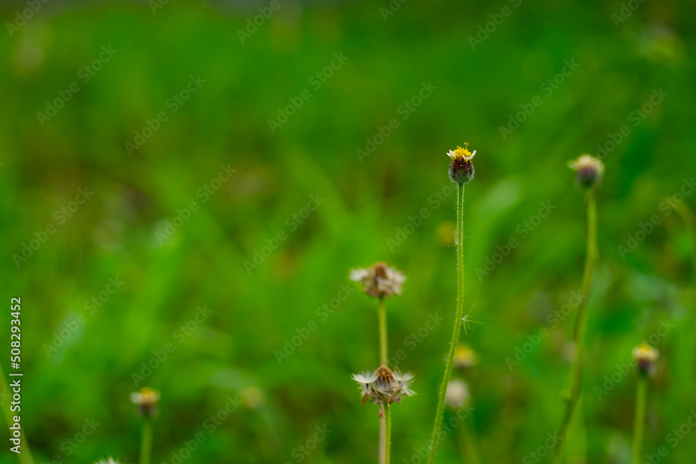 Little ironweed white grass flower with green leaf over blur nature background