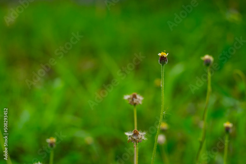 Little ironweed white grass flower with green leaf over blur nature background