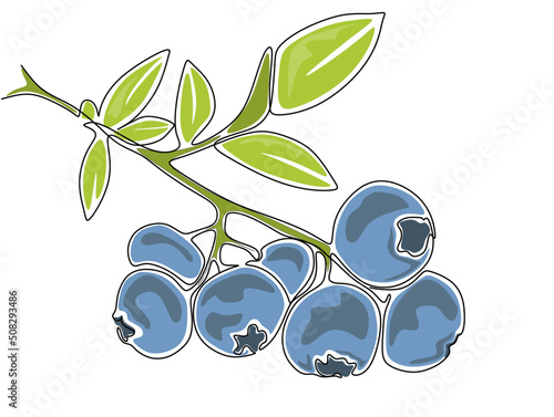 Blueberry vector illustration. One line drawing art illustration with lettering organic blueberry.
